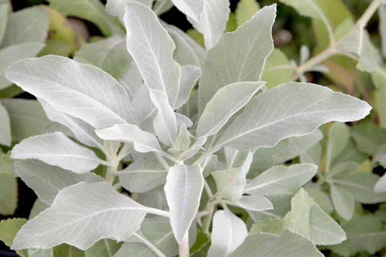 white sage leaves